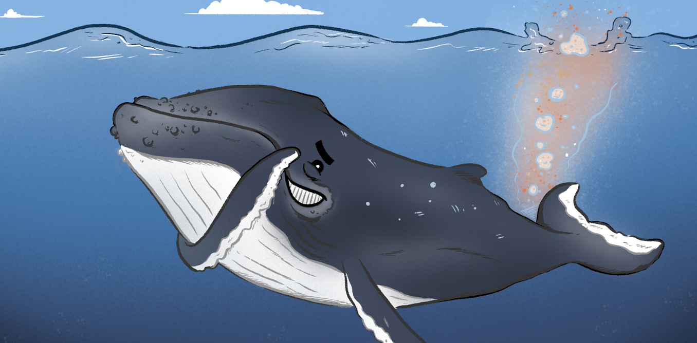 Curious Kids Apakah Paus Kentut Dan Bersin