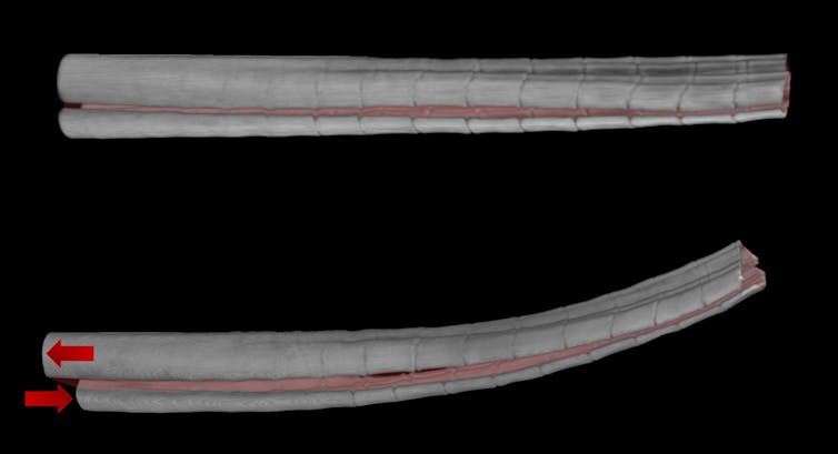 Photos of a straight ray and a bent ray showing how pulling on one half and pushing on the other half of a ray will make it bend.