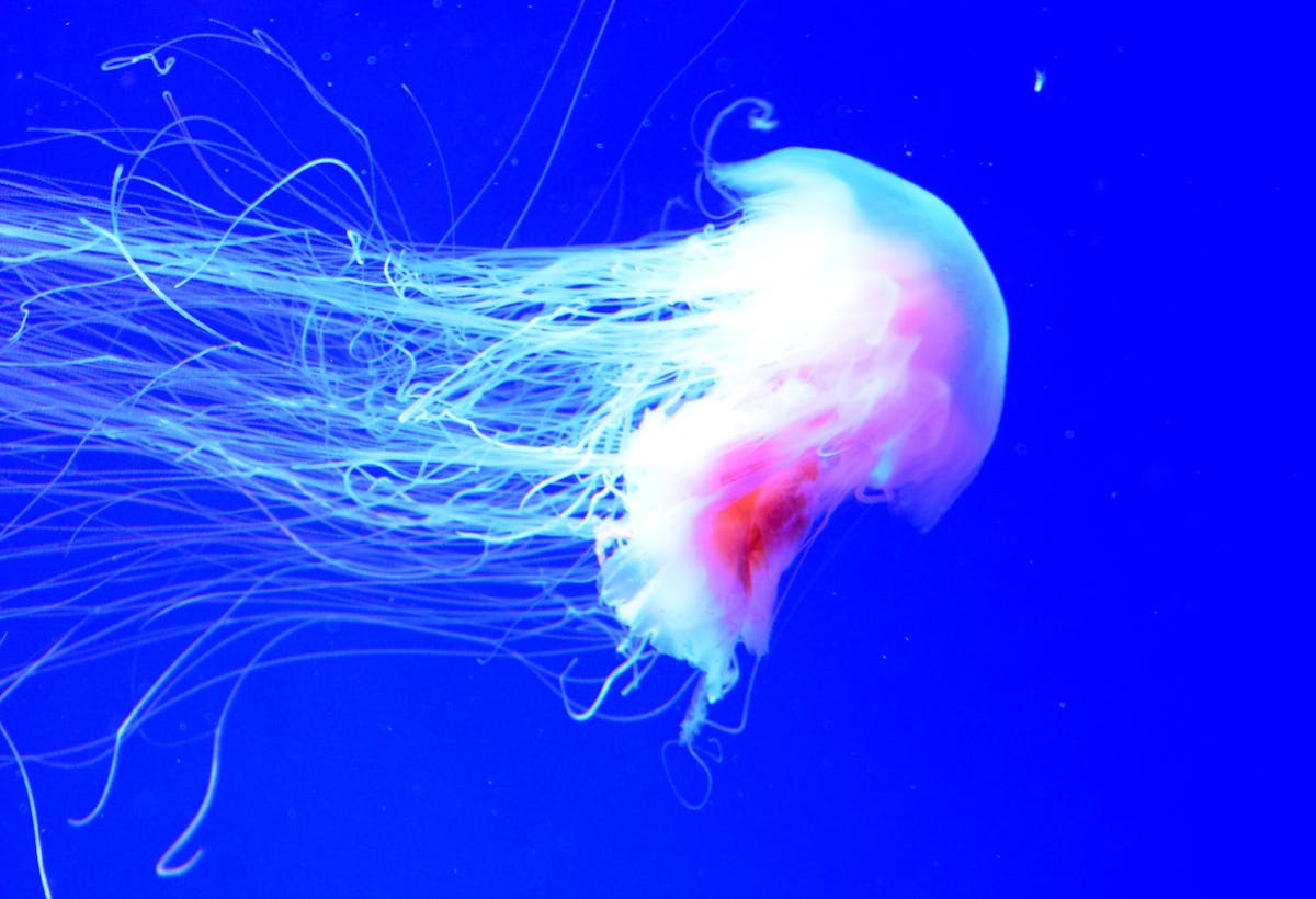 Why Holidaymakers Are Seeing Giant Jellyfish Off The Uk Coast And What To Do If You Are Stung