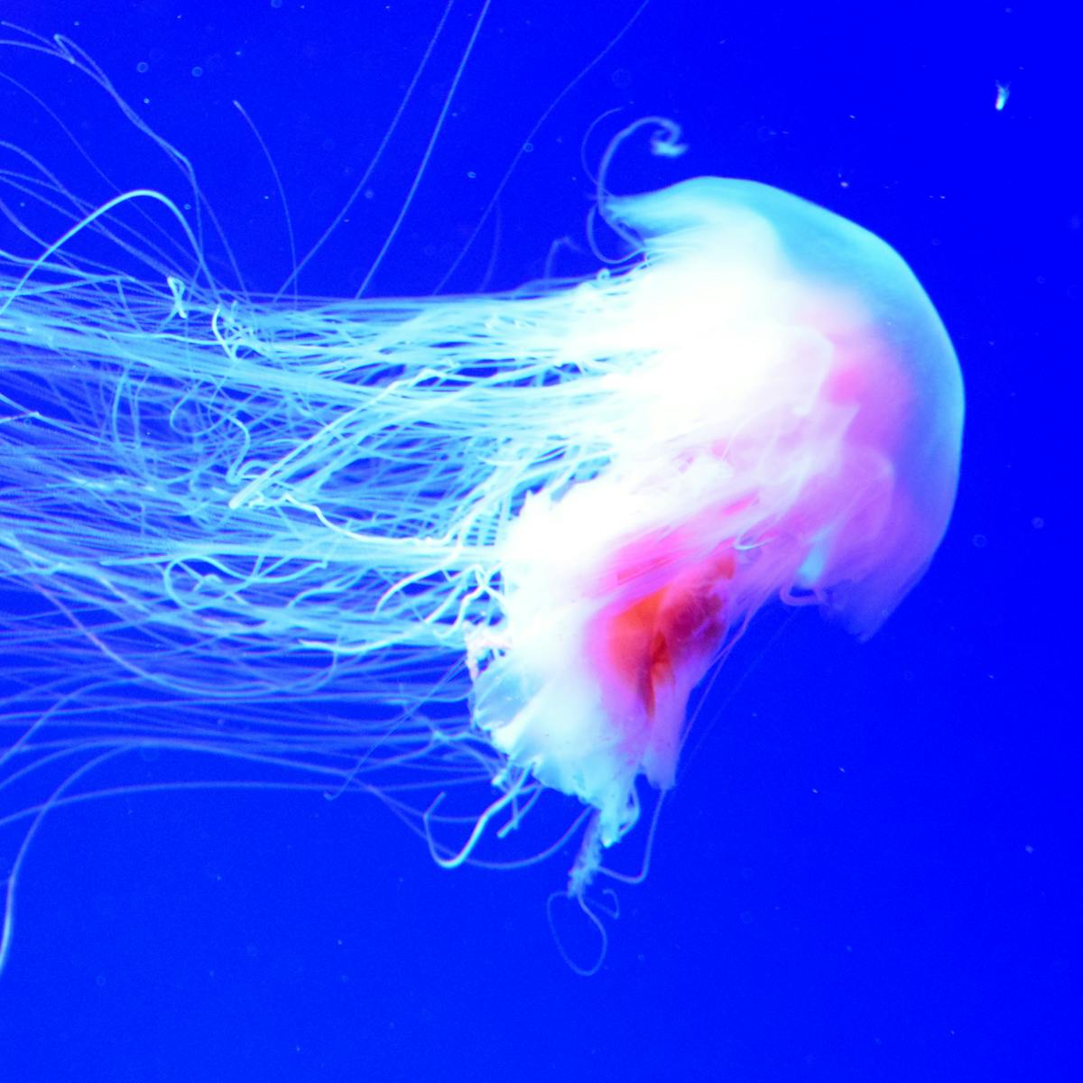 Why Holidaymakers Are Seeing Giant Jellyfish Off The Uk Coast And What To Do If You Are Stung Why Holidaymakers Are Seeing Giant Jellyfish Off The Uk Coast And What To Do If You Are Stung