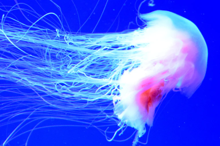 A giant jellyfish
