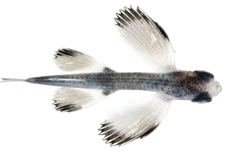 A photo of a small fish with large fins.