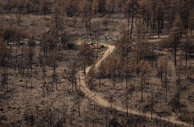 The burnt remnants of a property amid scorched trees.