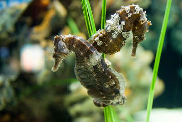 Two seahorses holding tails