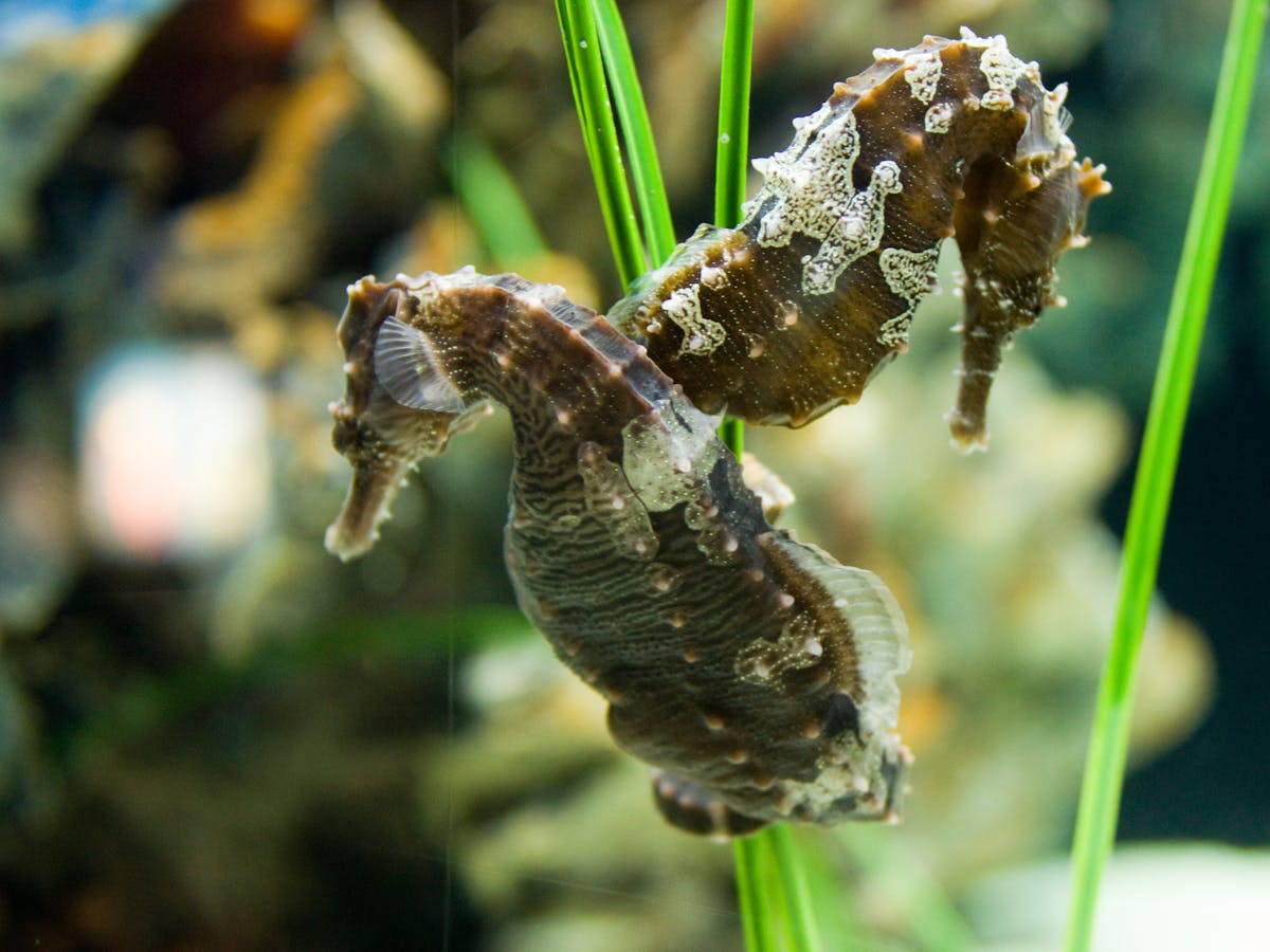 Nine things you don't know about seahorses