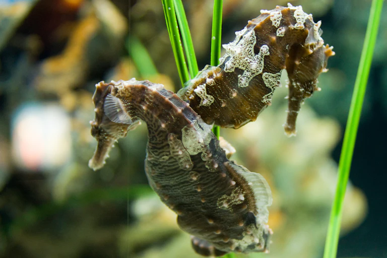 Two seahorses holding tails