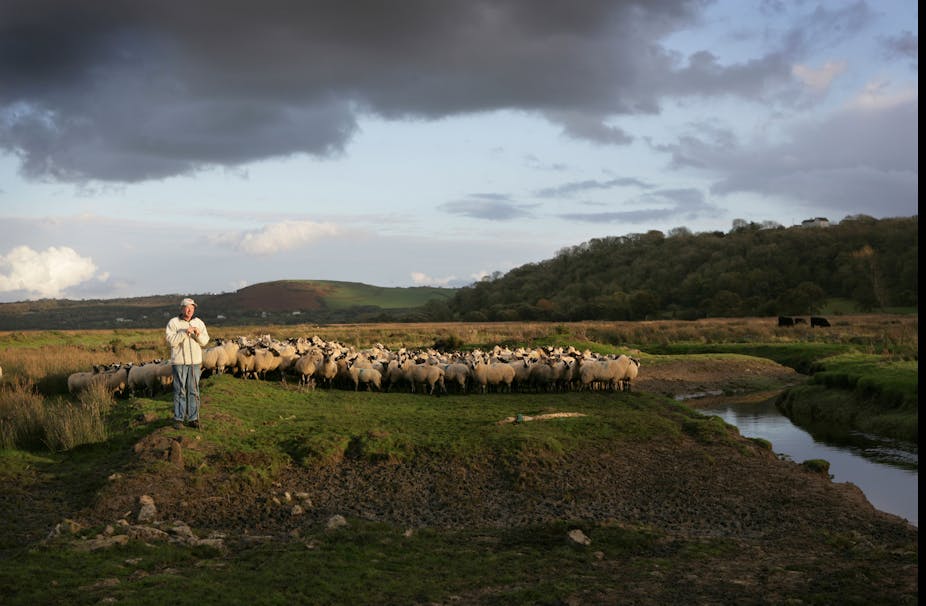A farmer stands next to his flock.
