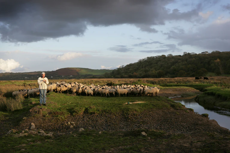 A farmer stands next to his flock.