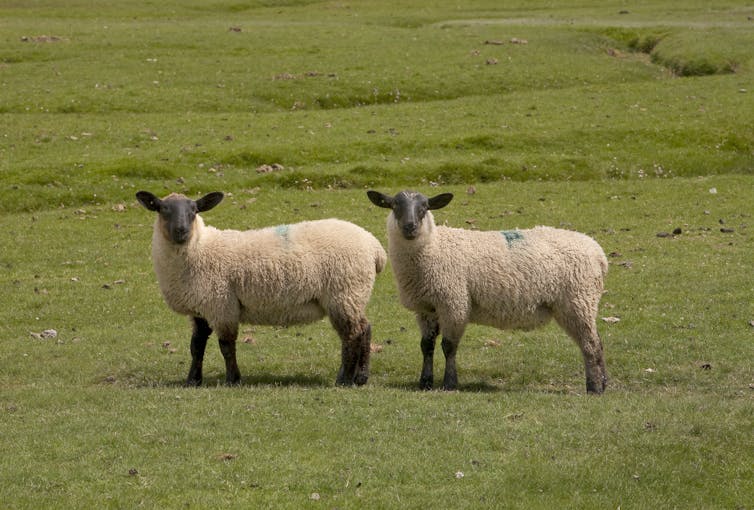 Two lambs on salt marshes.