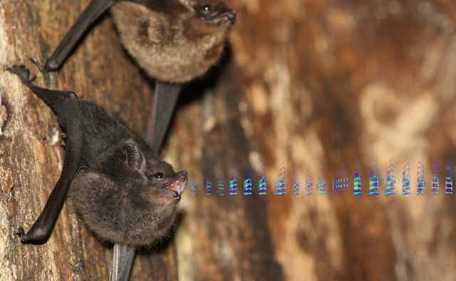 brown bat on tree with open mouth producing spectrogram visualization of sound
