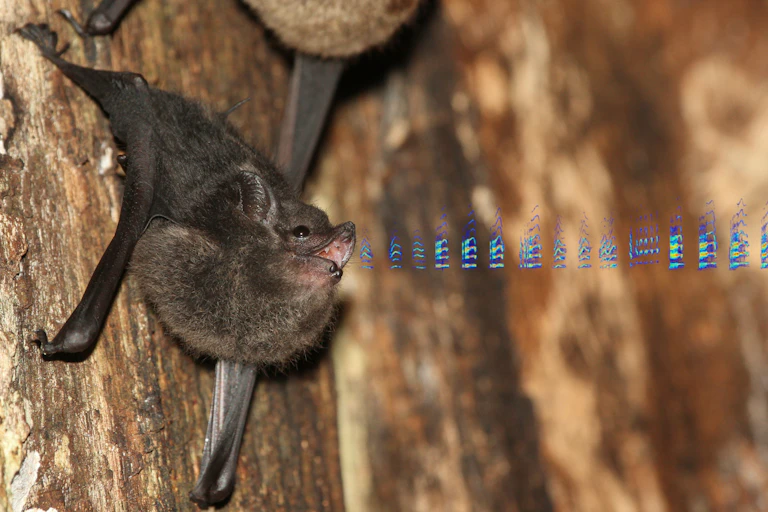 brown bat on tree with open mouth producing spectrogram visualization of sound