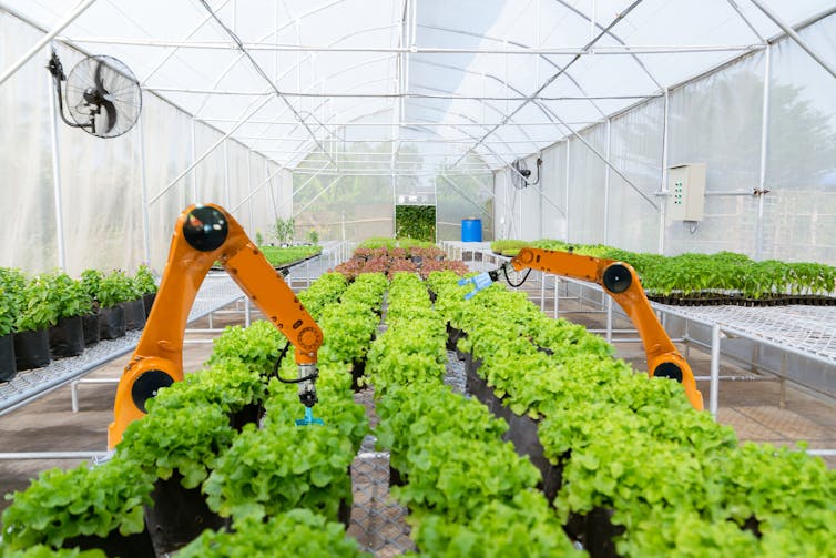 Orange robot arms tend to crops.