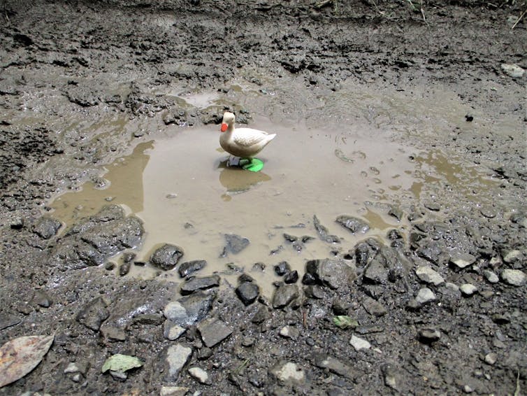 A duck stands in a puddle.