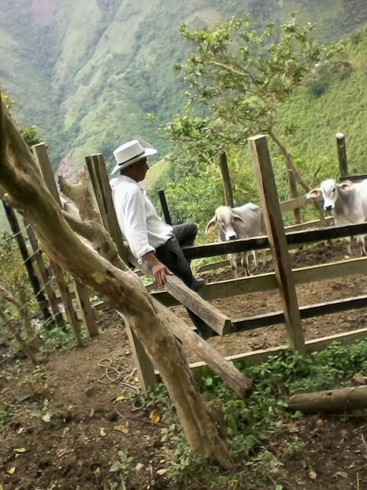 A man in a hat and long-sleeve shirt stands next to livestock in a pen.