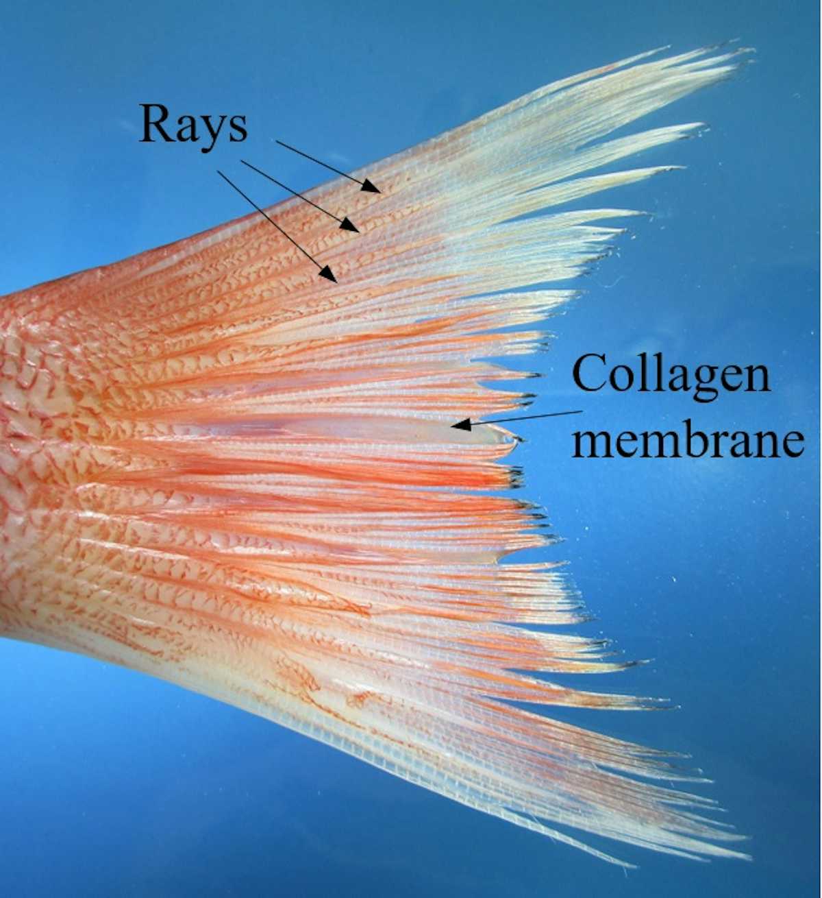 Fish fins are teaching us the secret to flexible