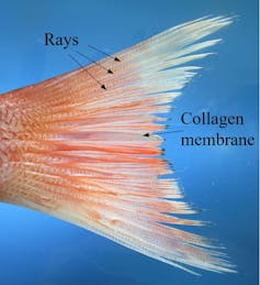 A pink and pale colored fish tail with thin lines radiating out from the base.