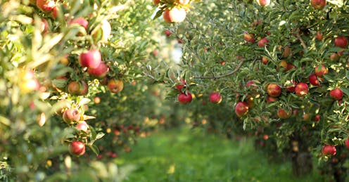 How A Few Good Apples Sed Today S, Garden Apple Tree Varieties