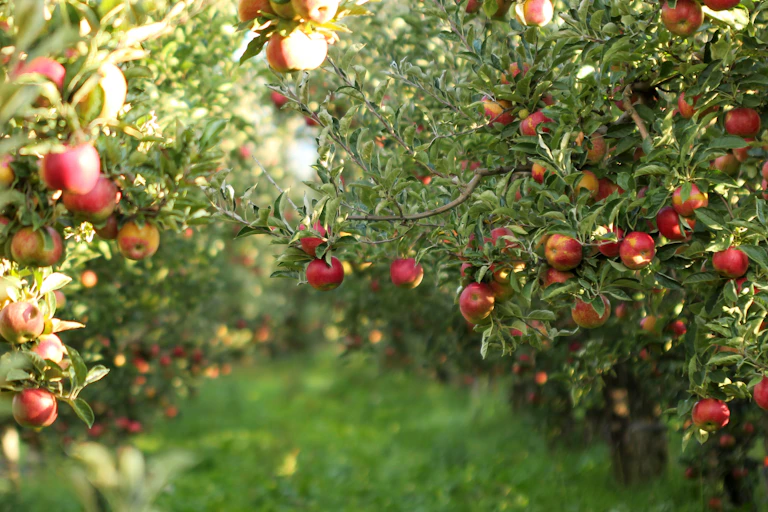 An apple orchard in sunlight