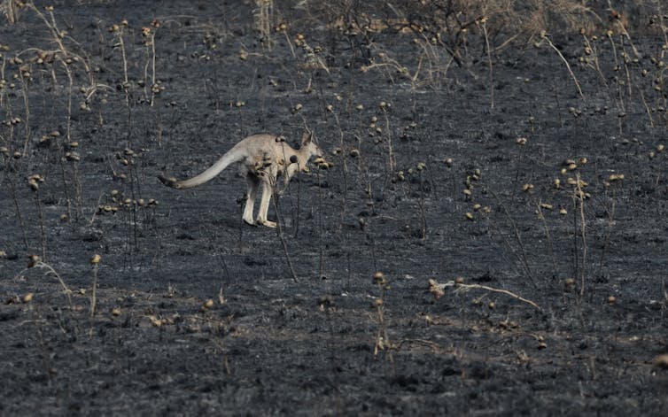 A kangaroo bounds through a burnt out paddock.