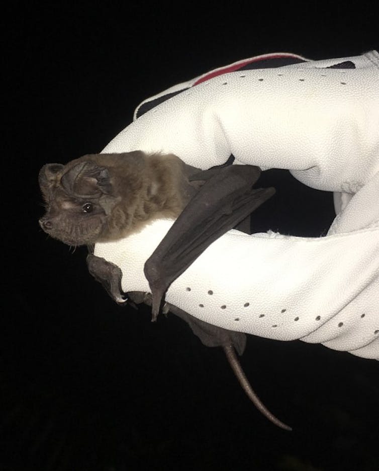 Pacific Island bats are utterly fascinating, yet under threat and overlooked. Meet 4 species