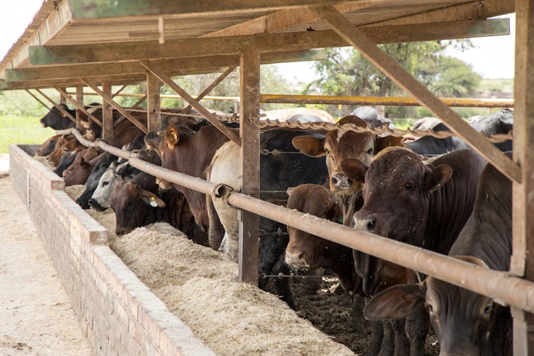 Cattle in feedlot or feed yard