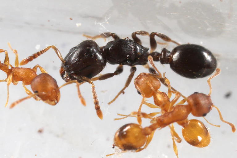 Hormigas