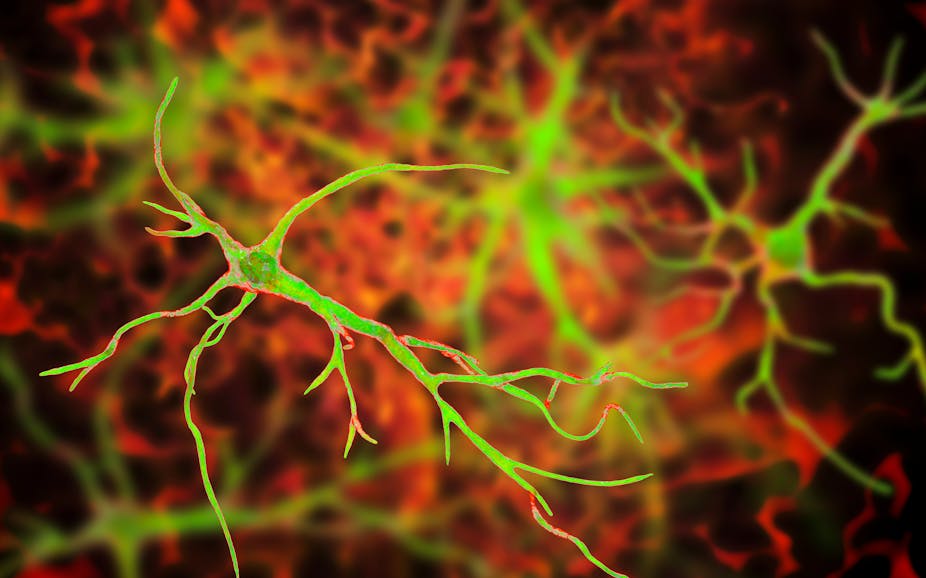 Artists impression of astrocyte cells in the brain.
