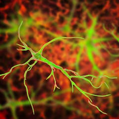 research topics on neuroplasticity