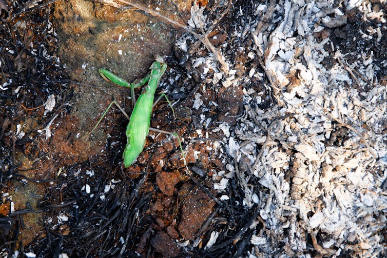 A dead insect on charred ground.