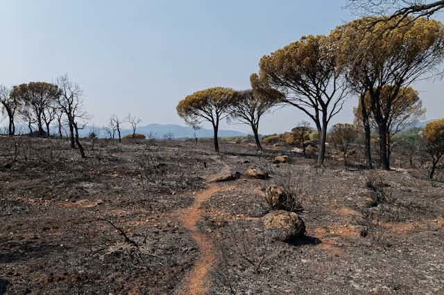 A burned out landscape in France.