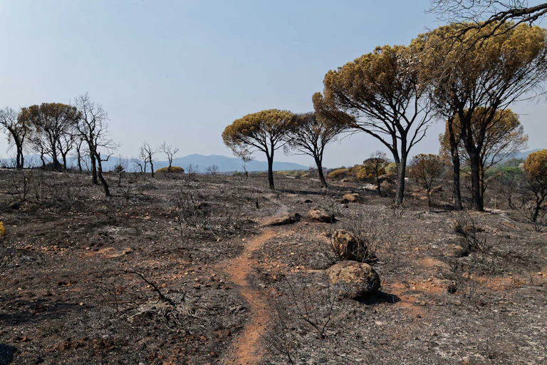 A burned out landscape in France.