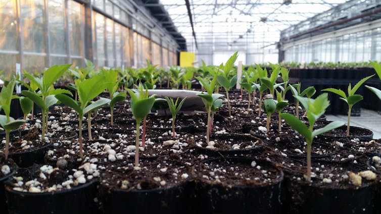 Small pots of apple seedlings in a greenhouse.