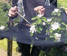 A researcher dusts pollen onto an apple flower.