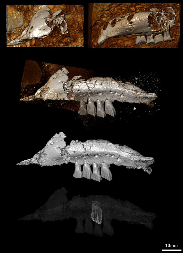 Meet the diverse group of plant-eating dinosaurs that roamed Victoria 110 million years ago