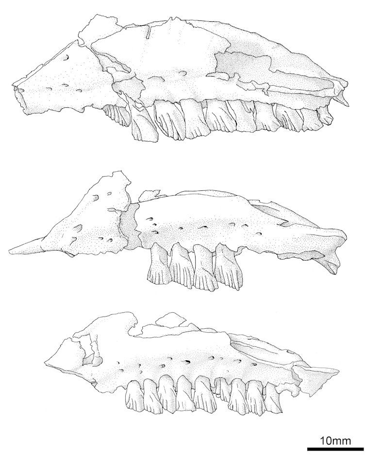 Meet the diverse group of plant-eating dinosaurs that roamed Victoria 110 million years ago