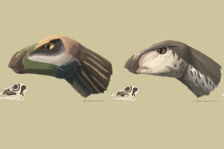 Ornithopods from the Eric the Red West site.