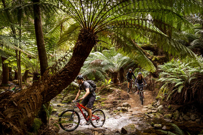 Th Blue Tier Trail Pods Ride