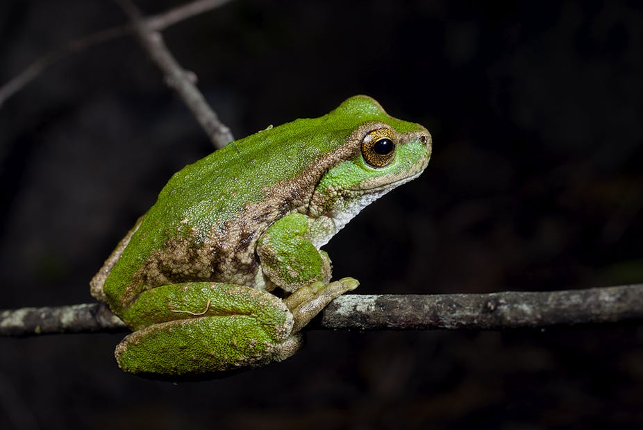 A green frog on a branch