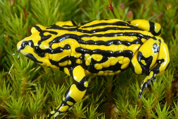 We name the 26 Australian frogs at greatest risk of extinction by 2040 — and how to save them