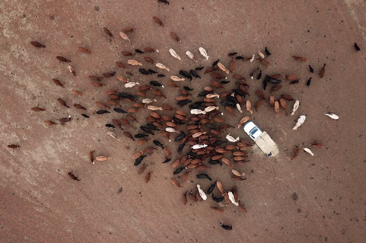 aerial view of cows and ute