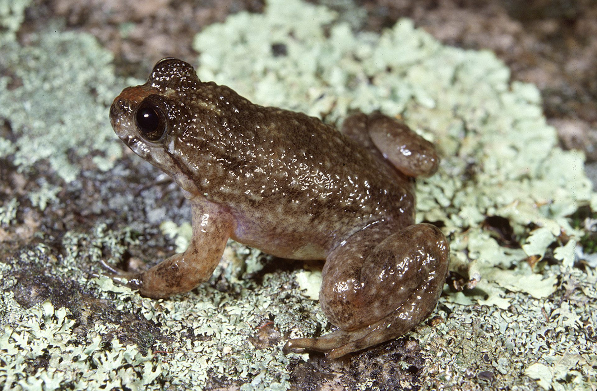 We Name The 26 Australian Frogs At Greatest Risk Of Extinction By 2040 ...