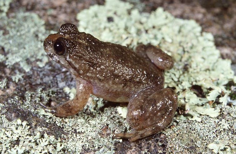 Gastric brooding frog youtube information