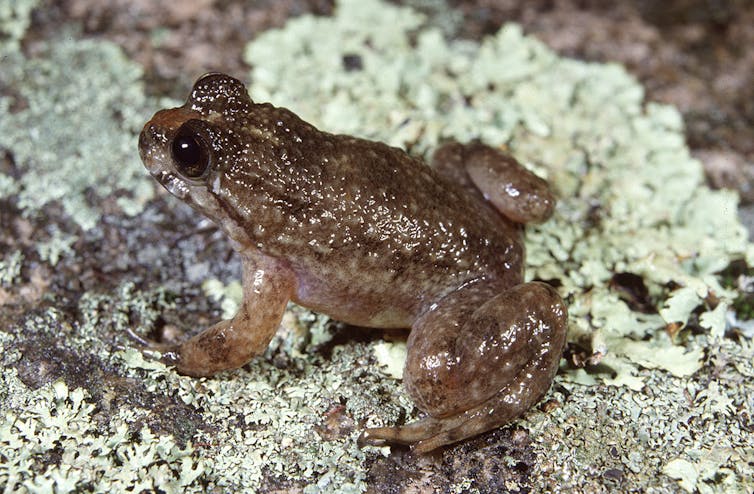 We name the 26 Australian frogs at greatest risk of extinction by 2040 — and how to save them