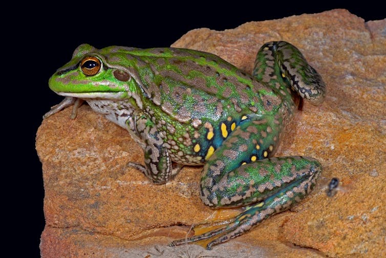 We name the 26 Australian frogs at greatest risk of extinction by 2040 — and how to save them