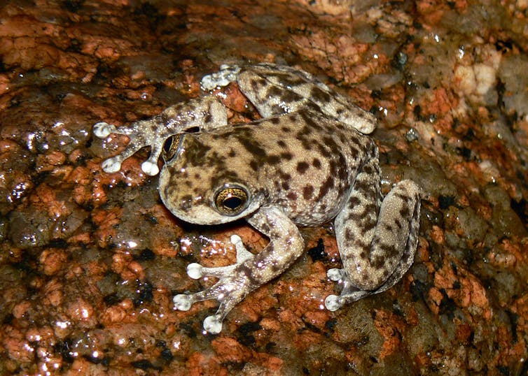 We name the 26 Australian frogs at greatest risk of extinction by 2040 — and how to save them