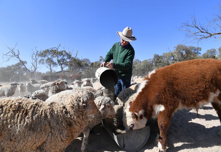 farmer feeds cattle