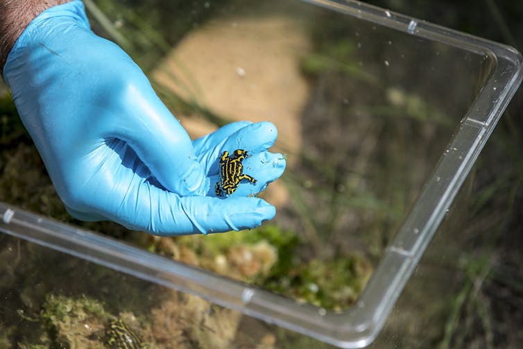 We name the 26 Australian frogs at greatest risk of extinction by 2040 — and how to save them