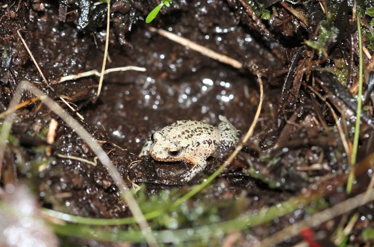 We name the 26 Australian frogs at greatest risk of extinction by 2040 — and how to save them