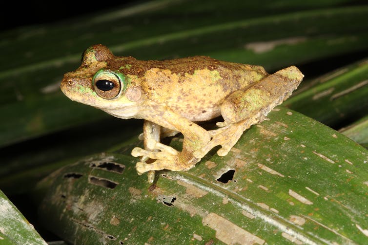 We name the 26 Australian frogs at greatest risk of extinction by 2040 — and how to save them