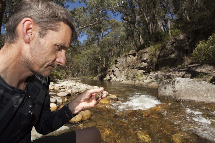 We name the 26 Australian frogs at greatest risk of extinction by 2040 — and how to save them